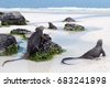 iguana on beach