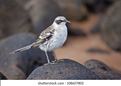 Galapagos Mockingbird