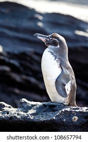 Galapagos Penguin