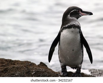 Galapagos Penguin