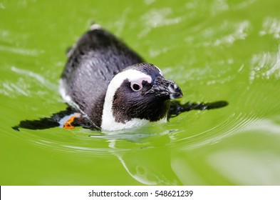 Galapagos Penguin