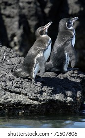 Galapagos Penguin