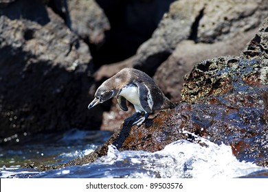 A Galapagos Penguin