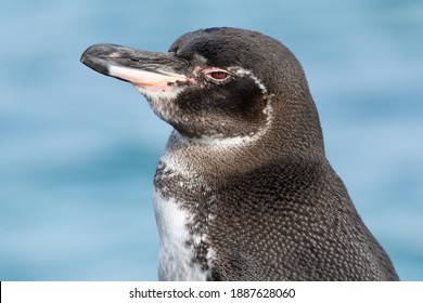 Galapagos Penguin in the Galapagos Islands