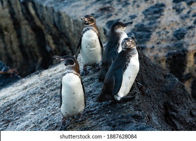 Galapagos Penguin in the Galapagos Islands