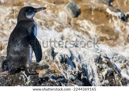 A Galapagos penguin standing on rocks in Tagus Cove on the island of Isabela (Isla Isabela) in the Galapagos, Ecuador.