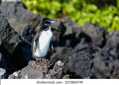 Galapagos Penguins In Elizabeth Bay On Isabela Island