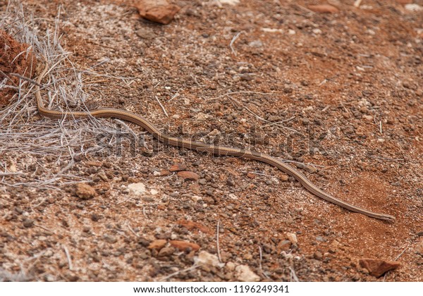 constrictor snakes on gallapagos island