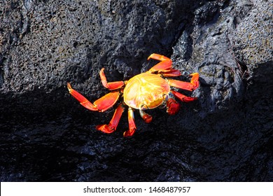 Lava Crab Images, Stock Photos & Vectors | Shutterstock