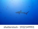 Galapagos or requiem shark, in the family Carcharhinidae swim in the water