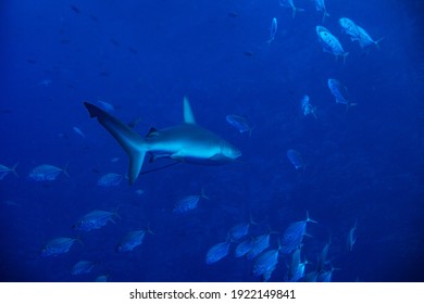 Galapagos Or Requiem Shark, Swim In The School Of Small Fishes Deep Underwater