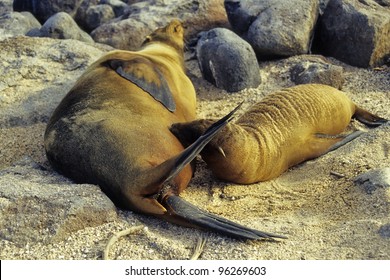 Galapagos Sea Lion with Baby