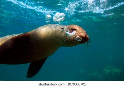 Galapagos Sea Lion Blowing Bubbles Underwater