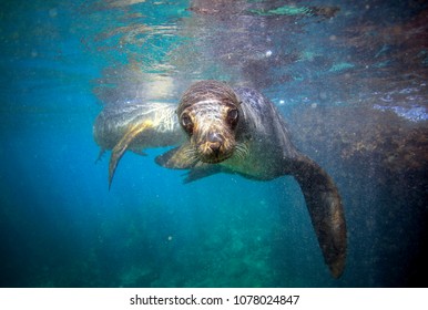 Galapagos Sea Lion Looking At Camera Underwater