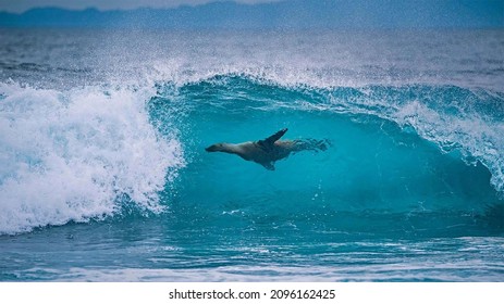 Galapagos Sea Lion Off The Shore Of Fernandina Island, Galápagos Islands, Ecuador