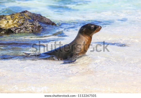 Galapagos sea lion playing in water on\
Espanola Island, Galapagos National park, Ecuador. These sea lions\
exclusively breed in the\
Galapagos.