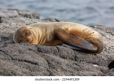 A Galapagos Sea Lion Pup Has Hauled Out Onto The Rocks That Line The Island's Shore To Warm Up In The Sun And Snooze.