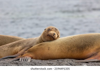 A Galapagos Sea Lion Pup Has Hauled Out Onto The Rocks That Line The Island's Shore To Warm Up In The Sun And Snooze.  It Is Snuggled Up To An Adult.