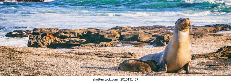 Galapagos Sea Lion in sand lying on beach. Wildlife in nature, animals in natural habitat. Panoramic banner landscape.