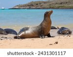 Galapagos sea lion (Zalophus wollebaeki) colony living together on the beach at Santa Fe island, Barrington Bay, Galapagos, Ecuador
