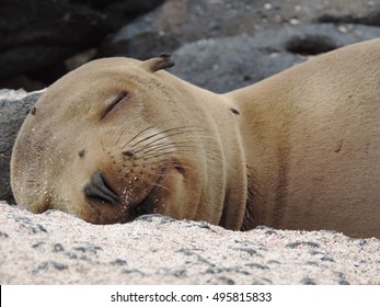 Galapagos Seal Sleeping On The Sand