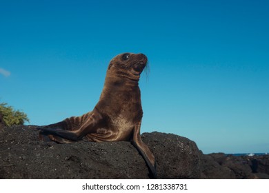 Galapagos Sealion Pup (Zalophus Wollebaeki)  
