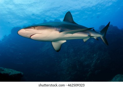 Galapagos Shark