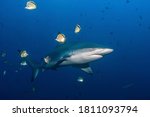 Galapagos shark (Carcharhinus galapagensis) swimming in the blue with a small group of butterfly fishes