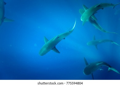 Galapagos Shark, Oahu Hawaii