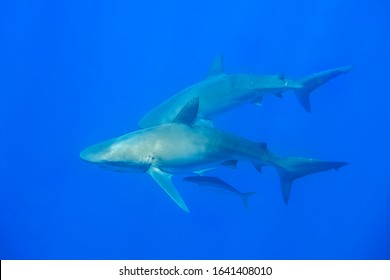 Galapagos Shark, Oahu Hawaiian Islands