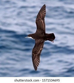 Galapagos Shearwater (Puffinus Subalaris) In Flight At The Galapagos Islands, Ecuador. Showing Upper Parts.