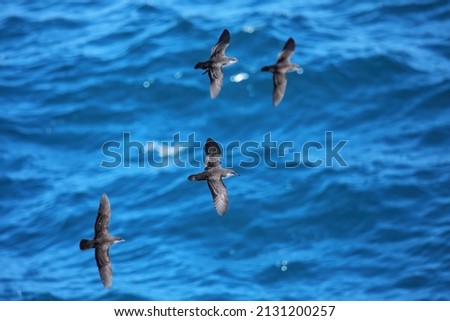 Galapagos shearwaters (Puffinus subalaris) flying above the ocean, South Plaza Island, Galapagos National Park, Ecuador. It is an endemic breeder of the Galapagos Islands.