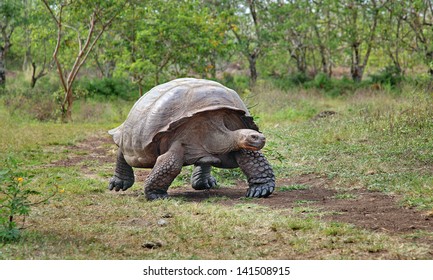 Galapagos Tortoise