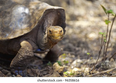 A Galapagos Tortoise Eating Leaves, Santa Cruz, Galapagos