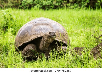 A Galapagos tortoise eats grass in a lush, green field. The tortoise is surrounded by grass, and vegetation on Galapagos Island is visible in the background.