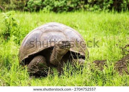 A Galapagos tortoise eats grass in a lush, green field. The tortoise is surrounded by grass, and vegetation on Galapagos Island is visible in the background.