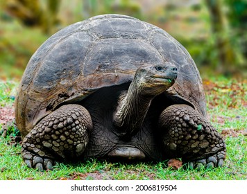 Galapagos Tortoise Largest Living Species Tortoise Stock Photo ...