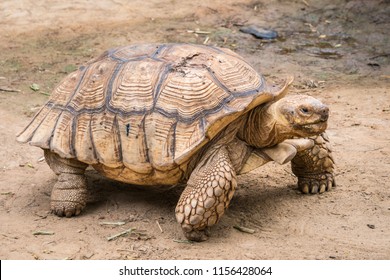 Galapagos tortoise in motion be an animal living in the galapagos islands.