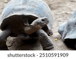 The Galapagos tortoise is one of the most iconic species of the Galapagos Islands, known for its immense size and longevity. These gentle giants can weigh over 900 pounds and live well over 100 years.