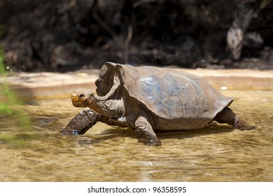 A Galapagos Tortoise Wading In Water, Santa Cruz, Galapagos