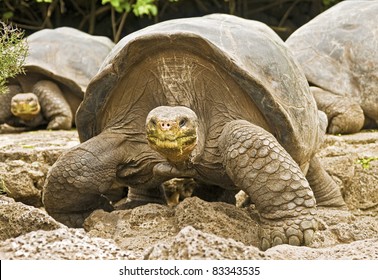 Galapagos Tortoises Approaching