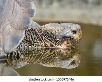 Galapagos Turtles In The Wild Saddle Back Dome