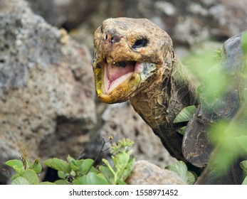 Galapagos Turtles In The Wild Saddle Back Dome