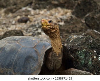 Galapagos Turtles In The Wild Saddle Back Dome