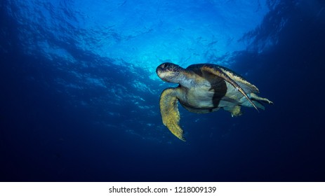 Galapagos  Underwater Animals