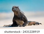 Galapagos wildlife marine iguana (Amblyrhynchus cristatus) walking on Tortuga Bay beach on Santa Cruz island.  Also know as Saltwater iguana or Sea iguana.