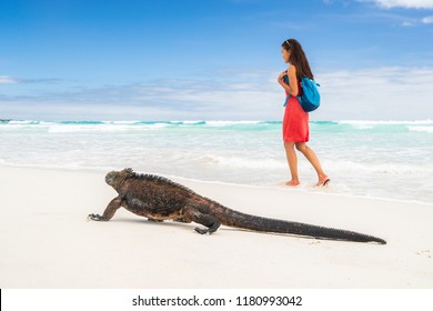 Galapagos Wildlife Marine Iguana Walking On Tortuga Bay Beach In Santa Cruz Island With Tourist Woman In Background. Galapagos Islands Travel Vacation.