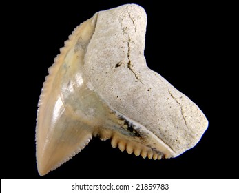 Galeocerdo Cuvier (tooth From The Tiger Shark) 3 Million Years Old Collected From Aurora, North Carolina