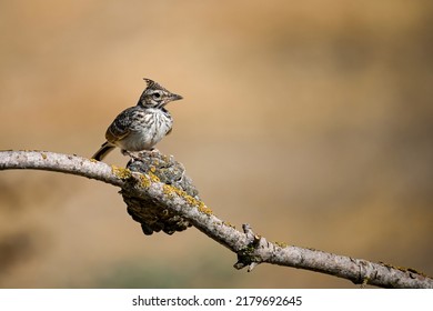 Galerida theklae or mountain lark, is a species of bird in the Alaudidae family.