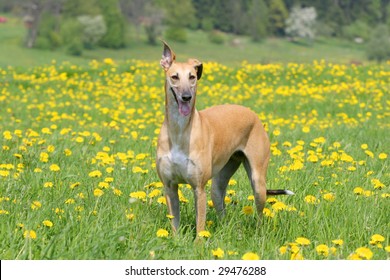 Galgo Espanol